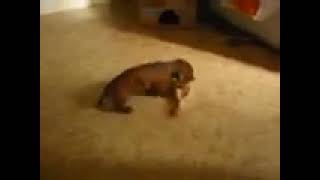 Chicken and dachshund dance  together