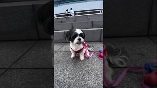 Skye | Born in Catania Italy | Spoiled Shih Tzu