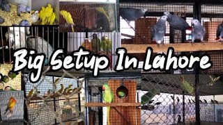 Visit Ali Bhai Setup Raw | Grey Parrot | Ringneck   Sunconure | Lorry | Huge Setup In Lahore