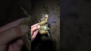 How to catch a Crawfish with barehand