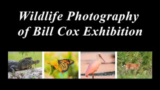 Wildlife Photography by Bill Cox Exhibition