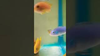 UNIQUE CICHLID FISH#youtubeshorts #shorts