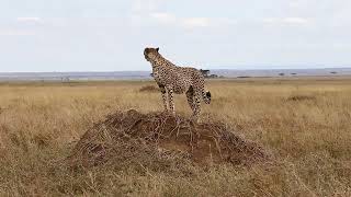 CHEETAH IN THE SAVANA. TANZANIA. SERENGETI