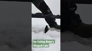 Lake Trout for Days #shorts #icefishing #maine