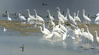 Les oiseaux du  Lac du Der en Automne