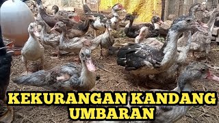 KEKURANGAN KANDANG UMBARAN