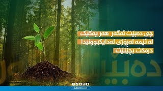 چی دەبێت ئەگەر هەر یەکێک لە ئێمە لەڕۆژی لەدایکبوونیدا درەخت بچێنێت