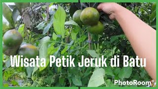 Enaknya Wisata Petik Jeruk di Batu ||    Momocan Channel