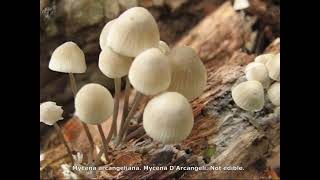 Mycena arcangeliana. Champimaginatis. English Text.