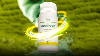 Protege tus cultivos de papa con  Connect Duo | Agro Bayer