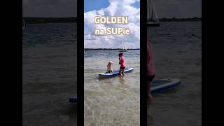 Pies Golden Retriever KaVa na desce SUP Stand Up Paddleboard #paddleboard