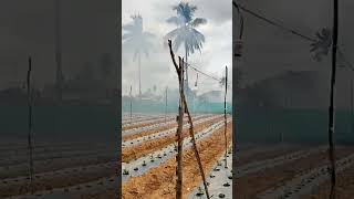 ప్రకృతి వ్యవసాయం || తెలుగు రైతు టిప్స్ || cool weather nature || beautiful location #youtubeshorts