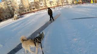 На велосипеде с хаски зимой