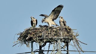 Vögel im Bild, der Fischadler, vertonte Bildershow