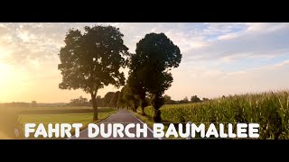 Fahrt durch Baumallee bei Valley