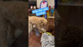 Doodle Doggie Tales- Part 72 “Steal my Toy, Steal my Joy” #shortvideo #shortsfeed #dogs #shorts