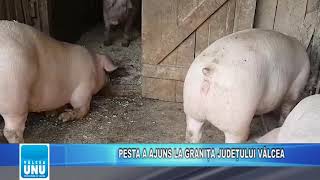 PESTA A AJUNS LA GRANIȚA JUDEȚULUI VÂLCEA