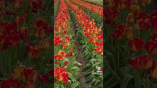 Tulip Town Mt. Vernon Washington April 2024