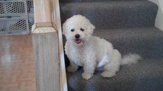 Big Scary Monsters Part 1 - Cute Puppy - Funny Dog - Bichon