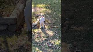 🔥🔥🔥🔥 3 Month Old Female Bull Terrier Out Of “Chosen Sheep Kennels”