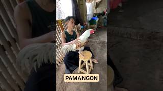 Ayam aduan Pamangon #ayambangkokindonesia #ayamaduanindonesia #shortvideo #shorts