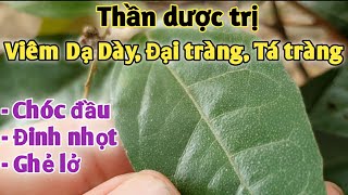 Bài thuốc trị Viêm dạ dày, viêm đại tràng, tá tràng, đinh nhọt ghẻ lở, chóc đầu. PHAN HẢI Vlog.