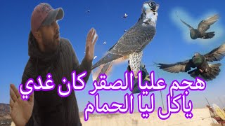 هجم عليا الصقر(النسر) على الصبح كان غادي ياكل ليا الحمام 😡😡😡 +توليعة صباحية فالحمام