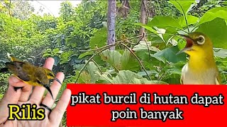 pikat burcil dapat langsung rilis