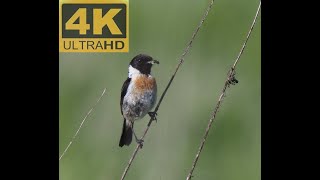 4k Wiesen bei Wöllnau, Schwarzkehlchen, Neuntöter, Turmfalke, Grauammer #vogelbeobachtung