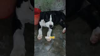 Ruby pani me rahke bhot khush h 🫶#pitbulldog #doglover #trending #youtubeshorts #shorts