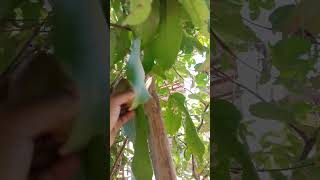 Panen Jambu Merah Berbuah Lebat‼️#shorts #shortvideo #fruit #jambuair #petanimuda #diygarden