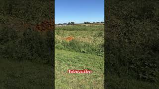 We saw pumpkins at the farm while riding the tractor.