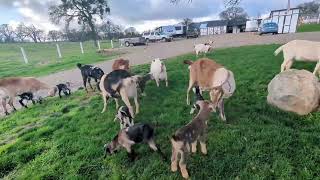 Big Goat Girls and their babies!