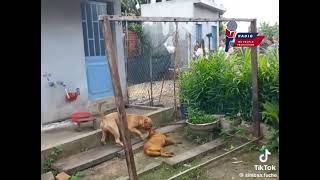 🛑Les dégâts que le chien Bullmastiff est capable de provoquer dans votre résidence une fois libre