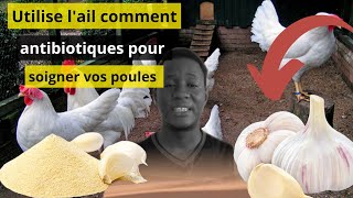 l' ail un traitement 100% BIO pour traiter et soigner les poulets