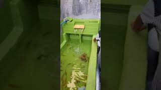 Kolam ikan nila