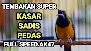 Masteran Cucak Cungkok Gacor Super Kasar‼