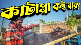 গরু মহিষ বিক্রি করলে খারাপ লাগে || কাটাপ্পার শেষ ভিডিও || Purbasha Agro