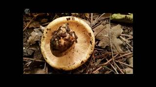 Tricholoma acerbum. Champimaginatis. English Text.