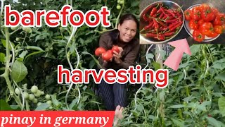 Barefoot harvesting Chilis and tomatoes in our yard in germany / garden tour