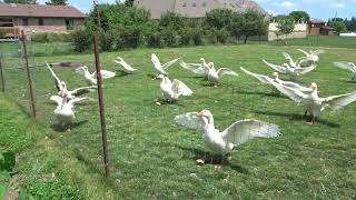 2021 July, farm and geese 2