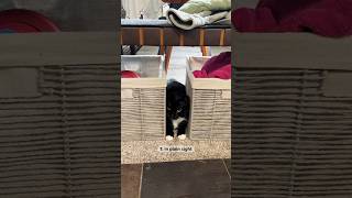 REVEALED: Tuxedo cat’s 🐈‍⬛ SECRET hiding spots 🙈 #tuxedoboi