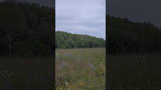 Old Potato Field Full of Wild Flowers