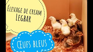 Elevage de cream legbar - poules aux œufs bleus