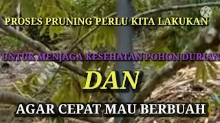 LAKUKAN CARA INI AGAR BATANG DAN CABANG DURIAN CEPAT BESAR DAN CEPAT BERBUAH