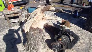 Chainsaw Carving Underside of Goose - NB Canada