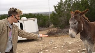 Ludwig gets Rejected by Donkey