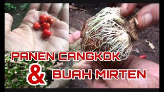 PANEN BUAH DAN CANGKOKAN MIRTEN