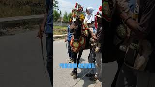 Kuda renggong Denz layung #kudarenggong #dancinghorse #kudasumedang #kuda