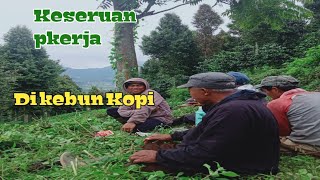 keseruan di kebun kopi, pahaji